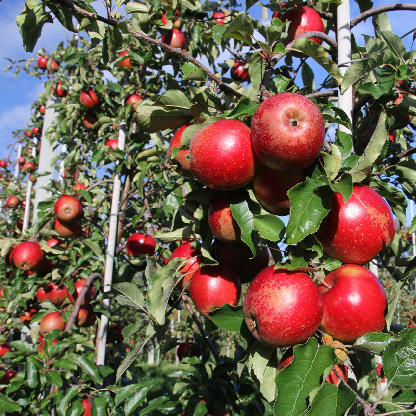 Æbler og pærer | Frugtplantage