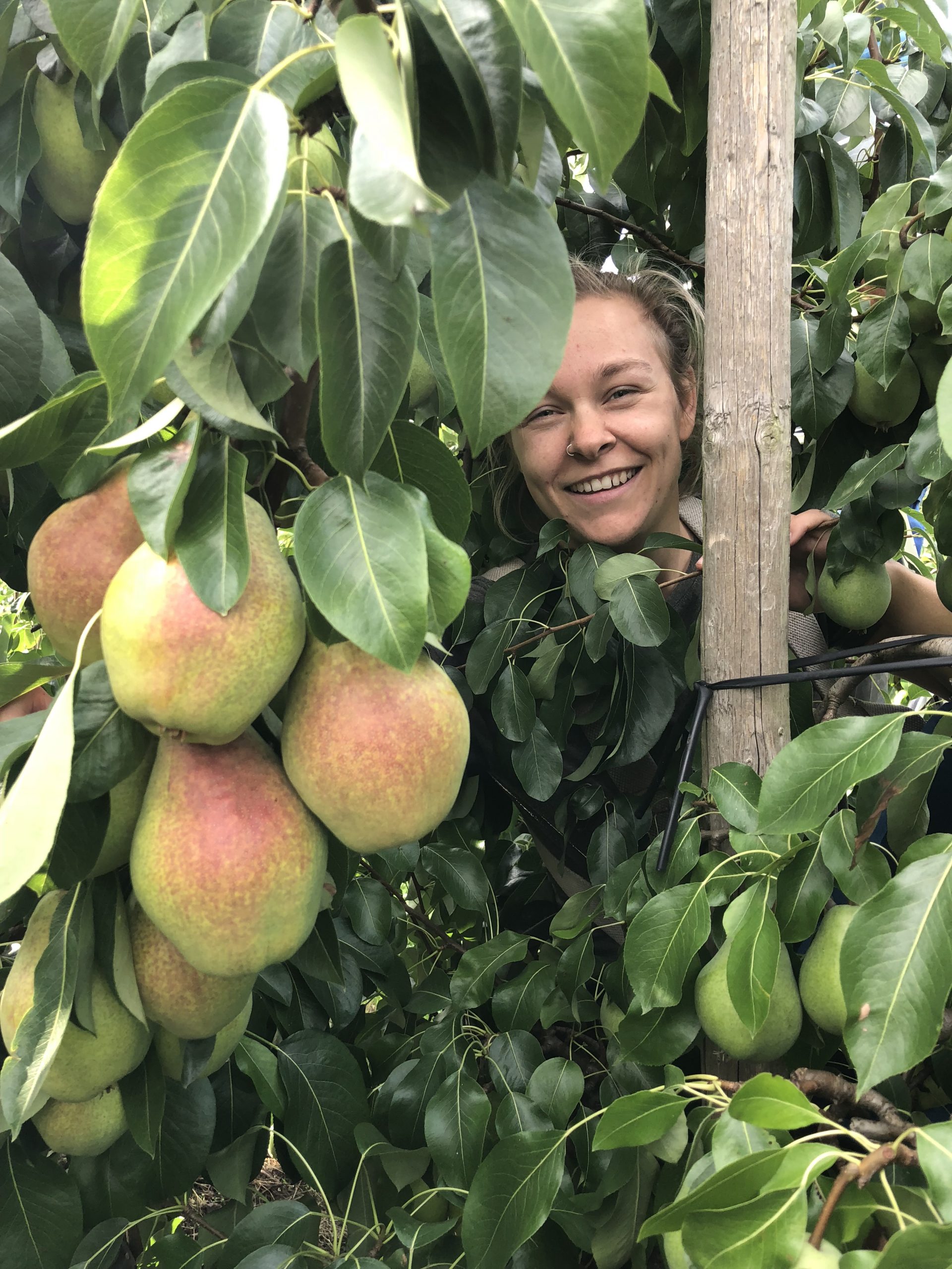 Doyenne de Comice pære