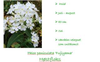 Phlox Fujiyama