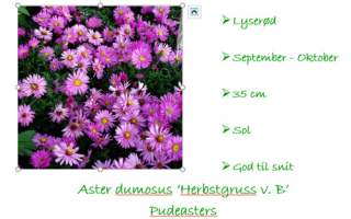 Asters Herbstgruss