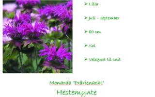 Monarda Prärienacht