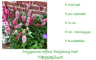 Polygonum