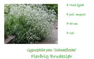 Gypsophila schneeflocke