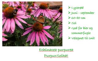 Echinacea purpurea
