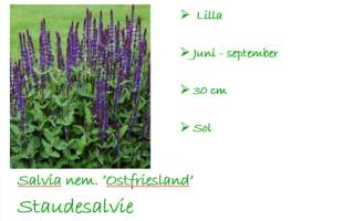 Salvia nemorosa