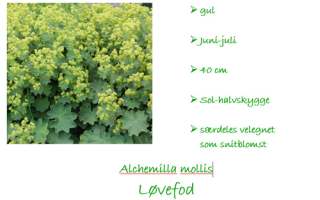 Alchemilla mollis