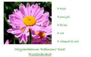 Chrysanthemum Robinson Rosa