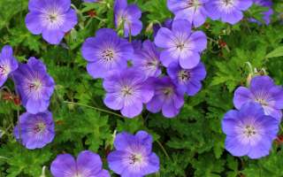 geranium Rozanne