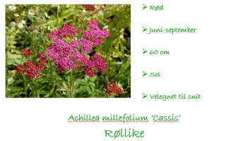 achillea 'Chassis'