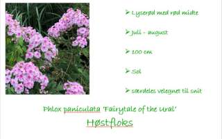 Phlox Fairytale