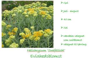 Helichrysum