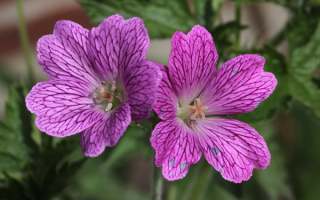 Stauder Geranium