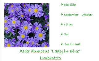 Asters Lady in Blue