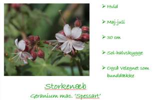 Geranium spessarts