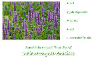 Agastache Blue Spike