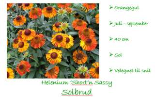 Helenium short