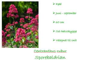 centranthus