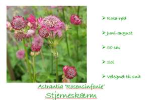 Astrantia