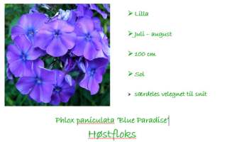 Phlox Blue Paradise