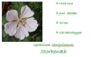 Geranium striatum