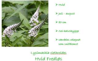 Lysimachia