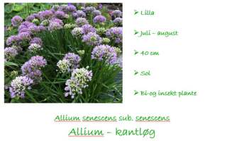 allium