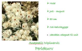 anaphalis