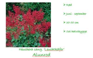 Heuchera
